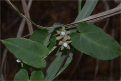 Cynanchum callialatum